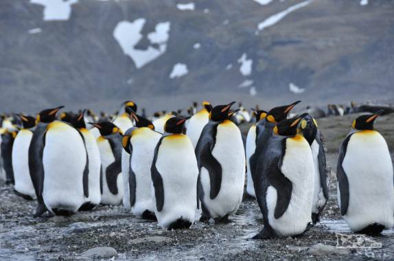 Grupo de pinguins rei em St Andrews Bay, na Geórgia do Sul